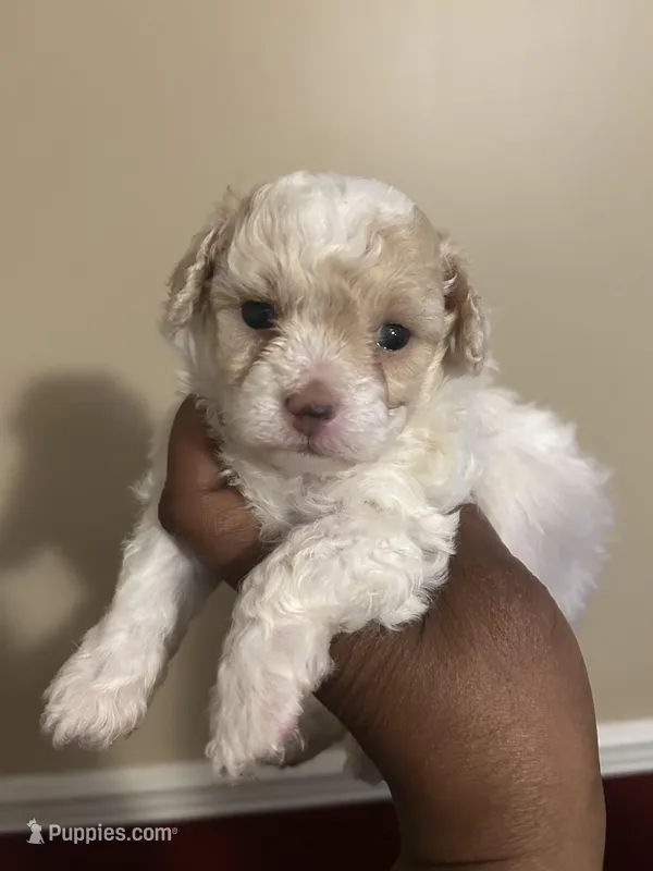 Jill, a female Poodle - Toy  for sale in Birmingham, AL – Photo 1 of 9
