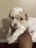 Jill, a female Poodle - Toy  for sale in Birmingham, AL – Photo 6 of 9