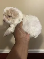 Jill, a female Poodle - Toy  for sale in Birmingham, AL – Photo 2 of 9