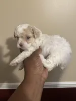 Jill, a female Poodle - Toy  for sale in Birmingham, AL – Photo 3 of 9