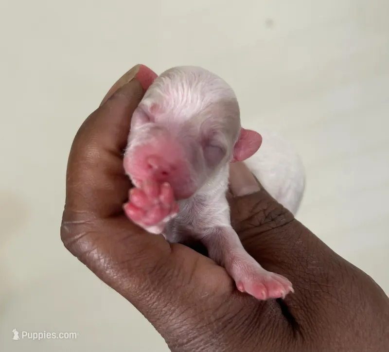 Jill – Poodle - Toy  puppy for sale in Birmingham, AL