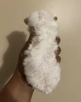 Jill, a female Poodle - Toy  for sale in Birmingham, AL – Photo 8 of 9