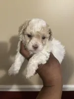 Jill, a female Poodle - Toy  for sale in Birmingham, AL – Photo 4 of 9