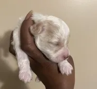 Jill, a female Poodle - Toy  for sale in Birmingham, AL – Photo 9 of 9