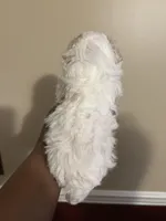 Jill, a female Poodle - Toy  for sale in Birmingham, AL – Photo 5 of 9