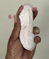 Jill, a female Poodle - Toy  for sale in Birmingham, AL – Photo 3 of 3