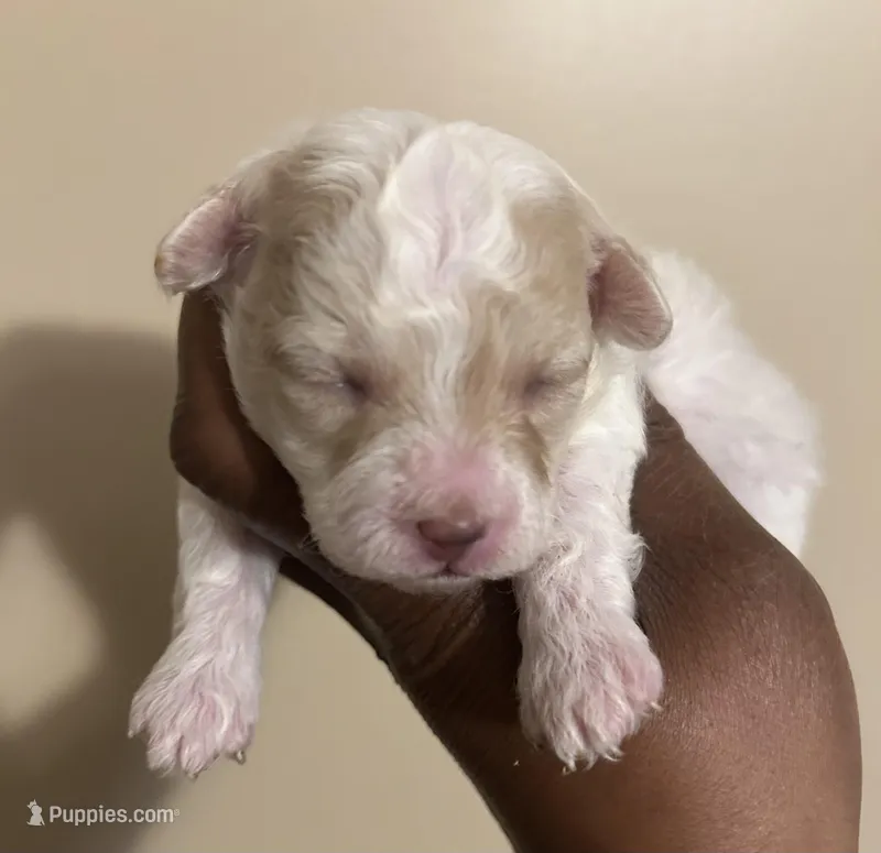 Jill – Poodle - Toy  puppy for sale in Birmingham, AL