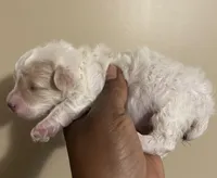 Jill, a female Poodle - Toy  for sale in Birmingham, AL – Photo 7 of 9