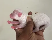 Jill, a female Poodle - Toy  for sale in Birmingham, AL – Photo 2 of 3