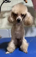 Chewbacca , a male Poodle - Toy  for sale in Birmingham, AL – 3 of 3