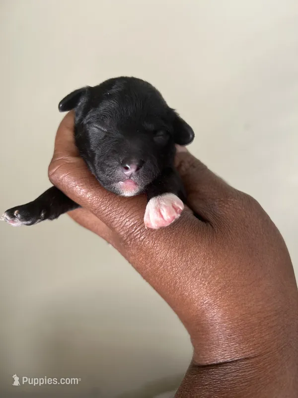 Piper – Poodle - Toy  puppy for sale in Birmingham, AL