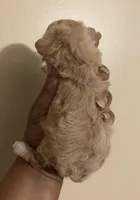 Sabrina , a female Poodle - Toy  for sale in Birmingham, AL – Photo 6 of 6