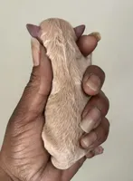 Sabrina , a female Poodle - Toy  for sale in Birmingham, AL – Photo 3 of 3