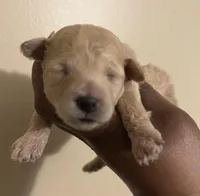 Sabrina , a female Poodle - Toy  for sale in Birmingham, AL – Photo 4 of 6