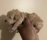 Sabrina , a female Poodle - Toy  for sale in Birmingham, AL – Photo 5 of 6