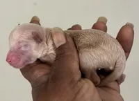 Sabrina , a female Poodle - Toy  for sale in Birmingham, AL – Photo 2 of 3