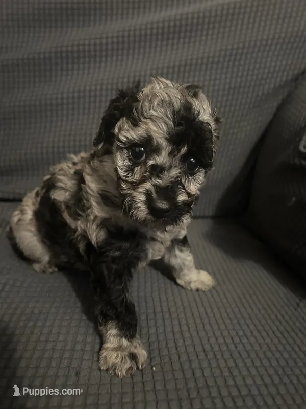 Paris – Poodle - Toy  puppy for sale in Birmingham, AL