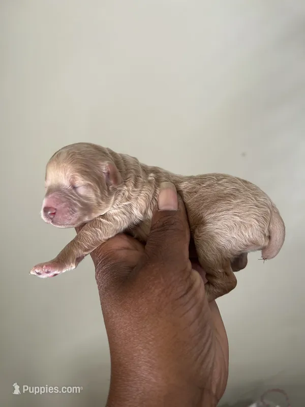 Phoebe  – Poodle - Toy  puppy for sale in Birmingham, AL