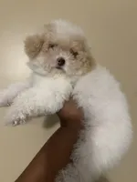 Jill , a female Poodle - Toy  for sale in Birmingham, AL – 4 of 5