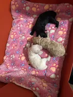 Piper, a female Poodle - Toy  for sale in Birmingham, AL – 5 of 5