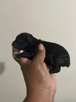 Pluto, a male Poodle - Toy  for sale in Birmingham, AL – 3 of 5