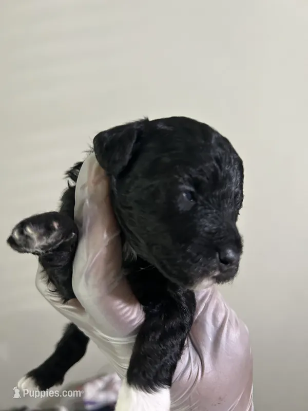Piper – Poodle - Toy  puppy for sale in Birmingham, AL