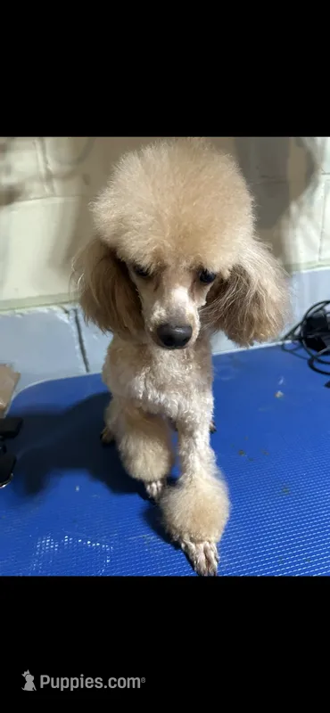 Chewbacca  – Poodle - Toy  puppy on hold in Birmingham, AL