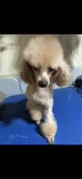 Chewbacca , a male Poodle - Toy  for sale in Birmingham, AL – 1 of 3