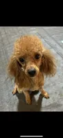 Pluto, a male Poodle - Toy  for sale in Birmingham, AL – 5 of 5