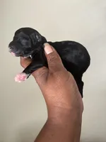 Piper, a female Poodle - Toy  for sale in Birmingham, AL – 2 of 5
