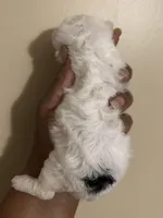 Kelly , a female Poodle - Toy  for sale in Birmingham, AL – Photo 3 of 3