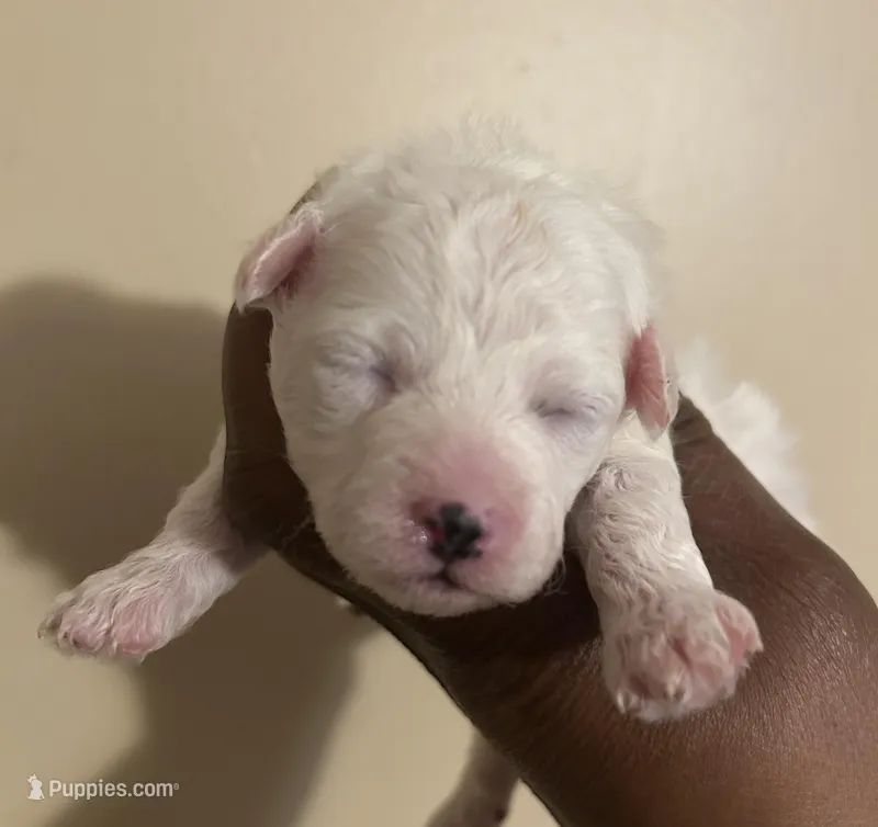 Kelly  – Poodle - Toy  puppy on hold in Birmingham, AL