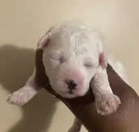 Kelly , a female Poodle - Toy  for sale in Birmingham, AL – Photo 1 of 3