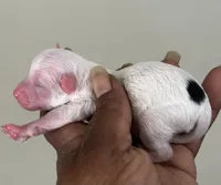 Kelly , a female Poodle - Toy  for sale in Birmingham, AL – Photo 2 of 3