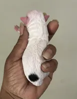 Kelly , a female Poodle - Toy  for sale in Birmingham, AL – Photo 3 of 3