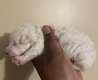 Kelly , a female Poodle - Toy  for sale in Birmingham, AL – Photo 2 of 3