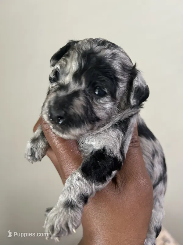 Paris – Poodle - Toy  puppy on hold in Birmingham, AL
