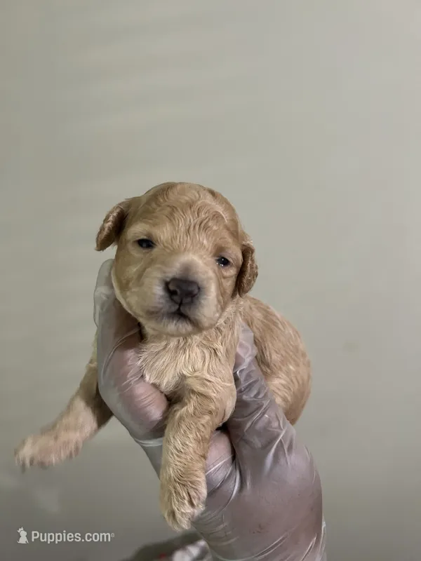 Phoebe  – Poodle - Toy  puppy for sale in Birmingham, AL