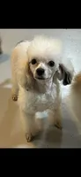 Pluto, a male Poodle - Toy  for sale in Birmingham, AL – 4 of 5