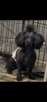 Paris, a female Poodle - Miniature  for sale in Birmingham, AL – 5 of 6
