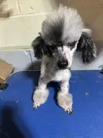 TwoFace , a male Poodle - Toy  for sale in Birmingham, AL – 3 of 4