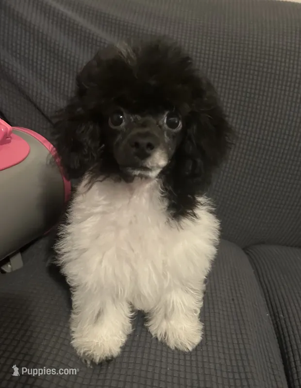Charlie – Poodle - Toy  puppy for sale in Birmingham, AL