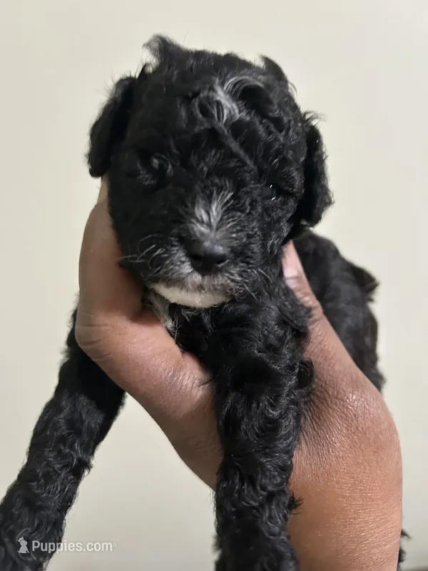 Pluto – Poodle - Toy  puppy for sale in Birmingham, AL