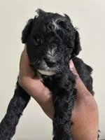 Pluto, a male Poodle - Toy  for sale in Birmingham, AL – 1 of 8