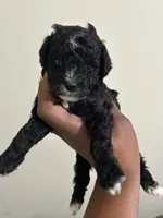 Pluto, a male Poodle - Toy  for sale in Birmingham, AL – 3 of 8