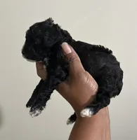 Pluto, a male Poodle - Toy  for sale in Birmingham, AL – 2 of 8