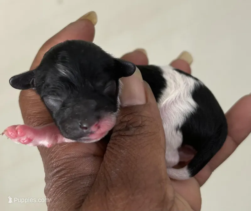 Charlie – Poodle - Toy  puppy for sale in Birmingham, AL