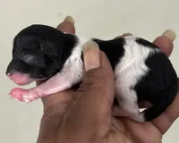 Charlie, a male Poodle - Toy  for sale in Birmingham, AL – Photo 2 of 3