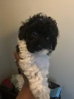 Charlie, a male Poodle - Toy  for sale in Birmingham, AL – 5 of 5