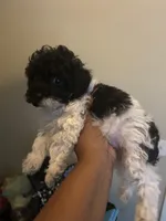Charlie, a male Poodle - Toy  for sale in Birmingham, AL – 3 of 5
